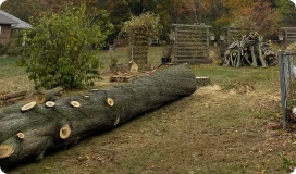 Tree removal with large fallen log in Chesterfield